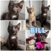 Bill - SR3 photo 3