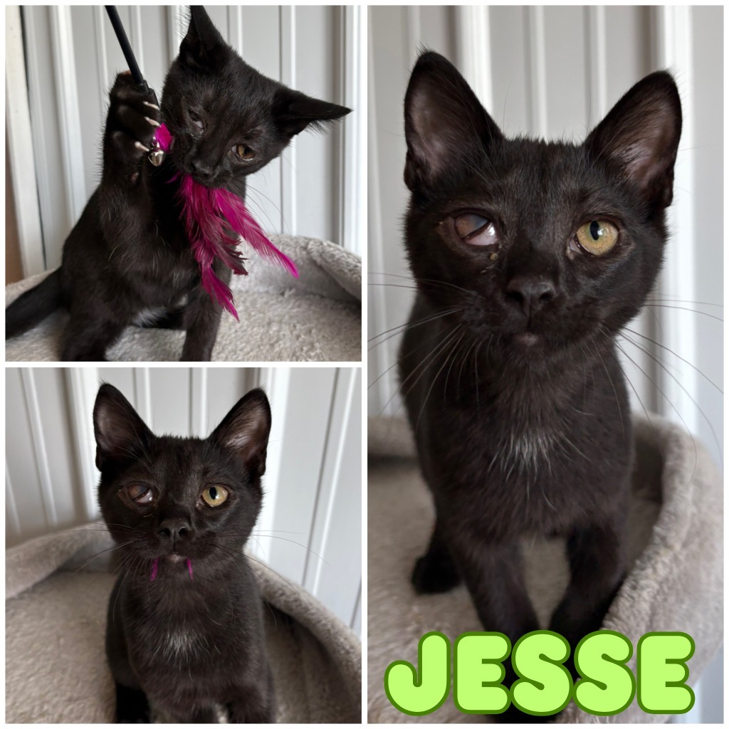 Jesse - SR3