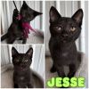 Jesse - SR3 photo 1