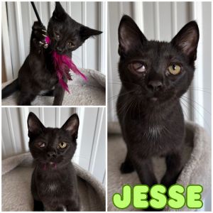 Jesse - SR3, Baby Male unknown
