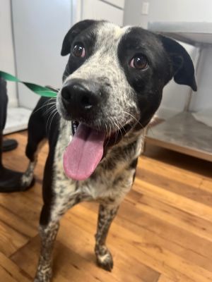 Hearji, Young Male Australian Cattle Dog / Blue Heeler