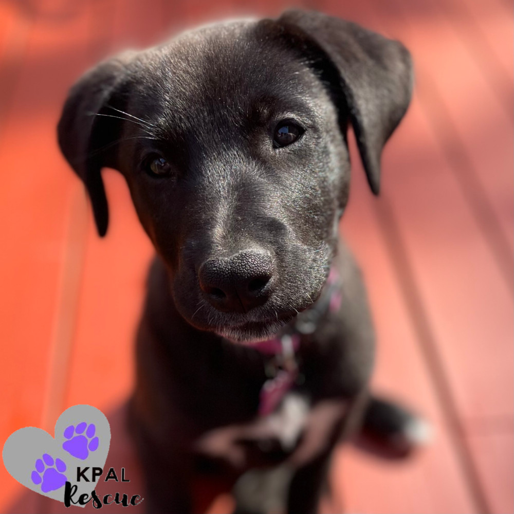 Rhino - Safari Litter, an adoptable Bernese Mountain Dog, Mixed Breed in Kenai, AK, 99611 | Photo Image 1