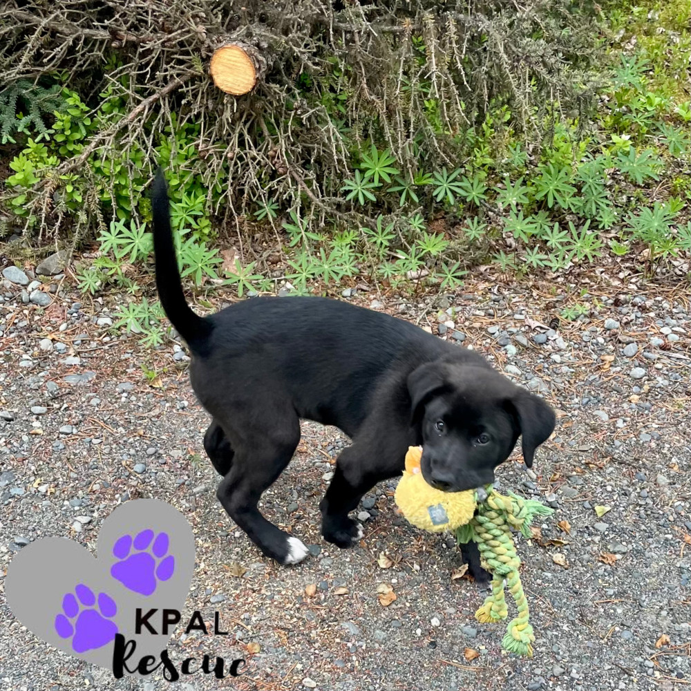 Rhino - Safari Litter, an adoptable Bernese Mountain Dog, Mixed Breed in Kenai, AK, 99611 | Photo Image 2
