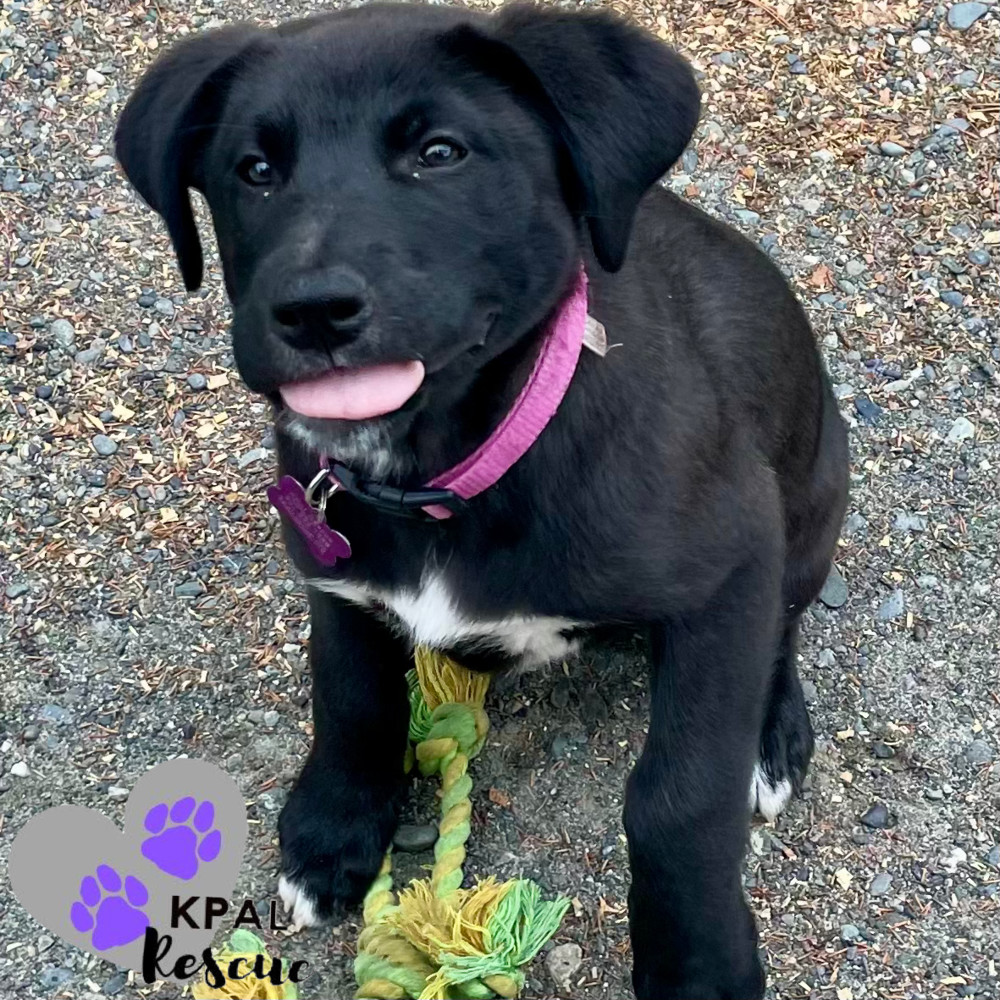 Rhino - Safari Litter, an adoptable Bernese Mountain Dog, Mixed Breed in Kenai, AK, 99611 | Photo Image 3