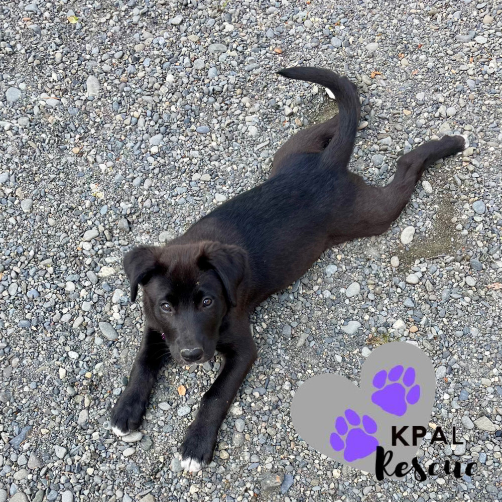 Rhino - Safari Litter, an adoptable Bernese Mountain Dog, Mixed Breed in Kenai, AK, 99611 | Photo Image 4