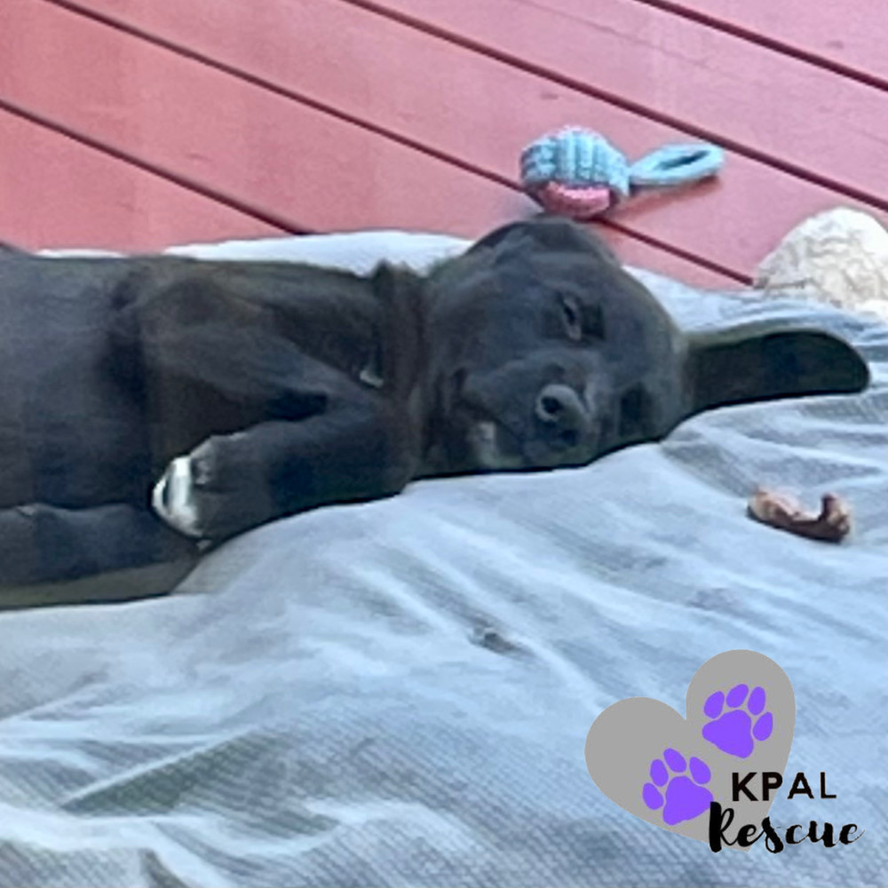 Rhino - Safari Litter, an adoptable Bernese Mountain Dog, Mixed Breed in Kenai, AK, 99611 | Photo Image 5