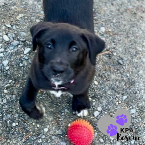 Rhino - Safari Litter, an adoptable Bernese Mountain Dog, Mixed Breed in Kenai, AK, 99611 | Photo Image 6