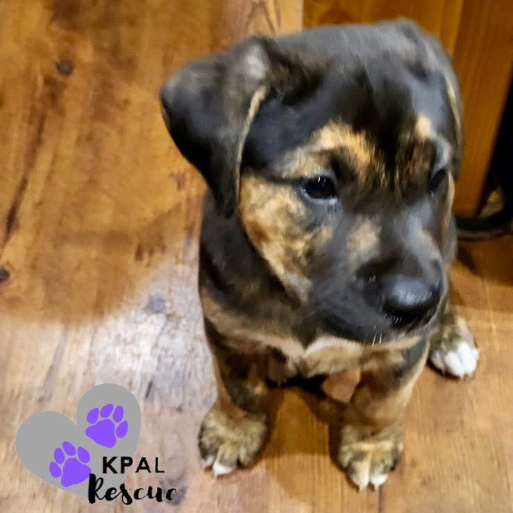 Giraffe - Safari Litter, an adoptable Bernese Mountain Dog, Mixed Breed in Kenai, AK, 99611 | Photo Image 1
