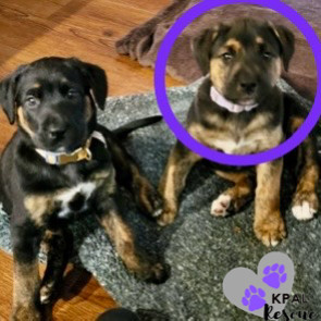 Giraffe - Safari Litter, an adoptable Bernese Mountain Dog, Mixed Breed in Kenai, AK, 99611 | Photo Image 2
