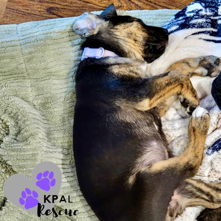 Giraffe - Safari Litter, an adoptable Bernese Mountain Dog, Mixed Breed in Kenai, AK, 99611 | Photo Image 3