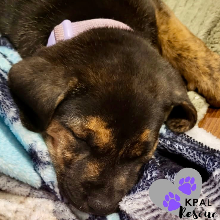 Giraffe - Safari Litter, an adoptable Bernese Mountain Dog, Mixed Breed in Kenai, AK, 99611 | Photo Image 4
