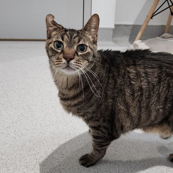 Pet Image