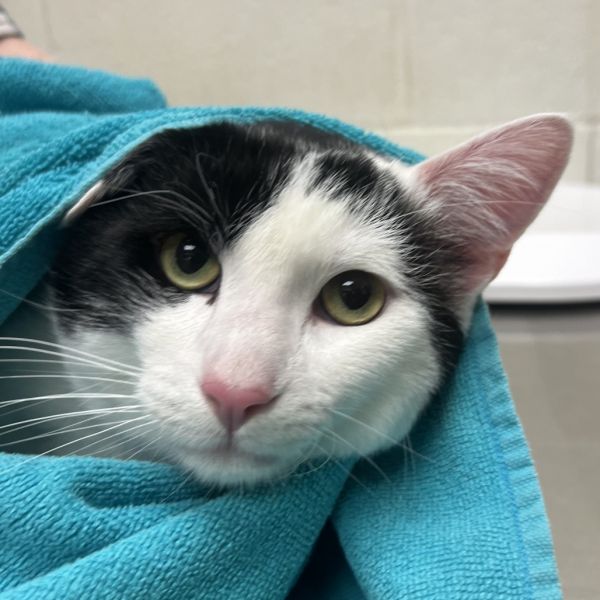 Pet Image