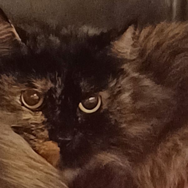 Pet Image