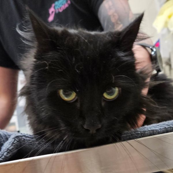 Pet Image