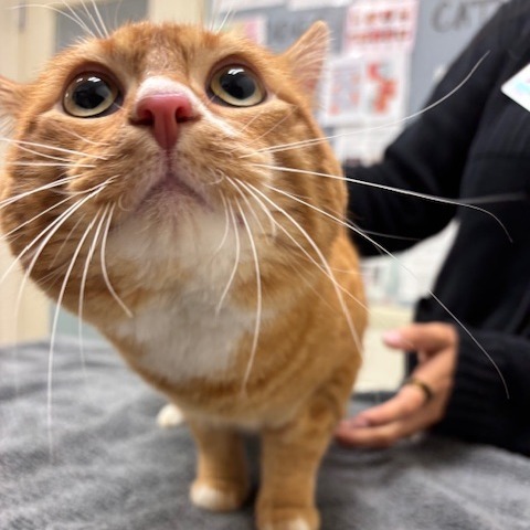 Pet Image