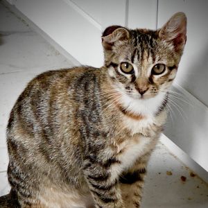 Potato, Baby Female Domestic Short Hair
