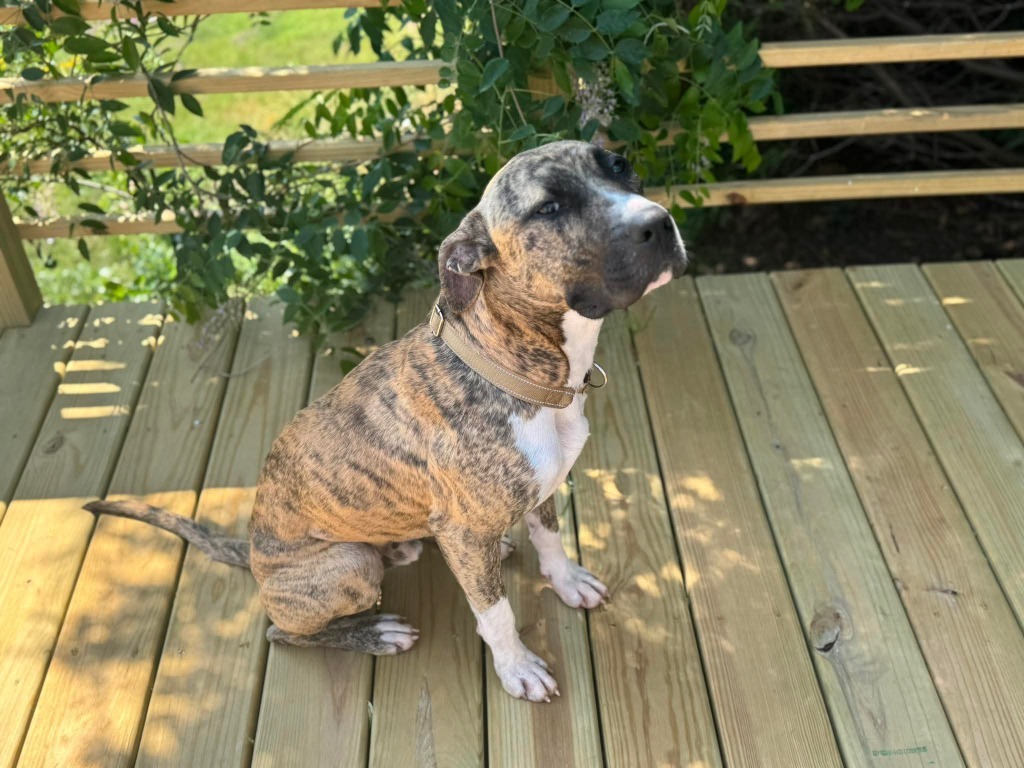 Moose, an adoptable American Staffordshire Terrier, Mixed Breed in Ashland, WI, 54806 | Photo Image 1