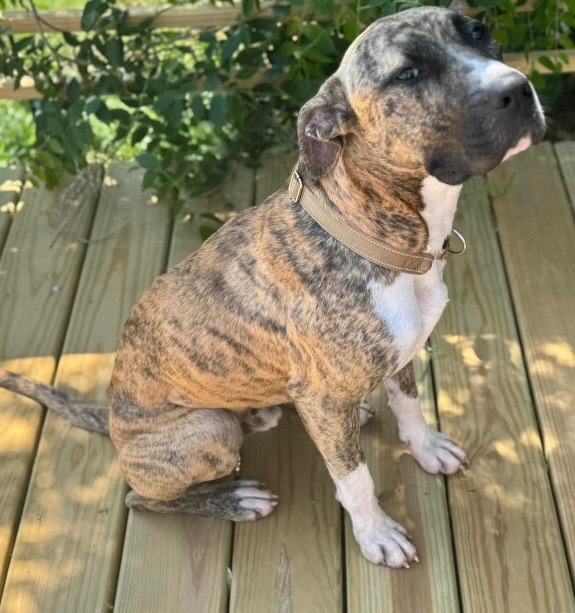 Moose, an adoptable American Staffordshire Terrier, Mixed Breed in Ashland, WI, 54806 | Photo Image 1