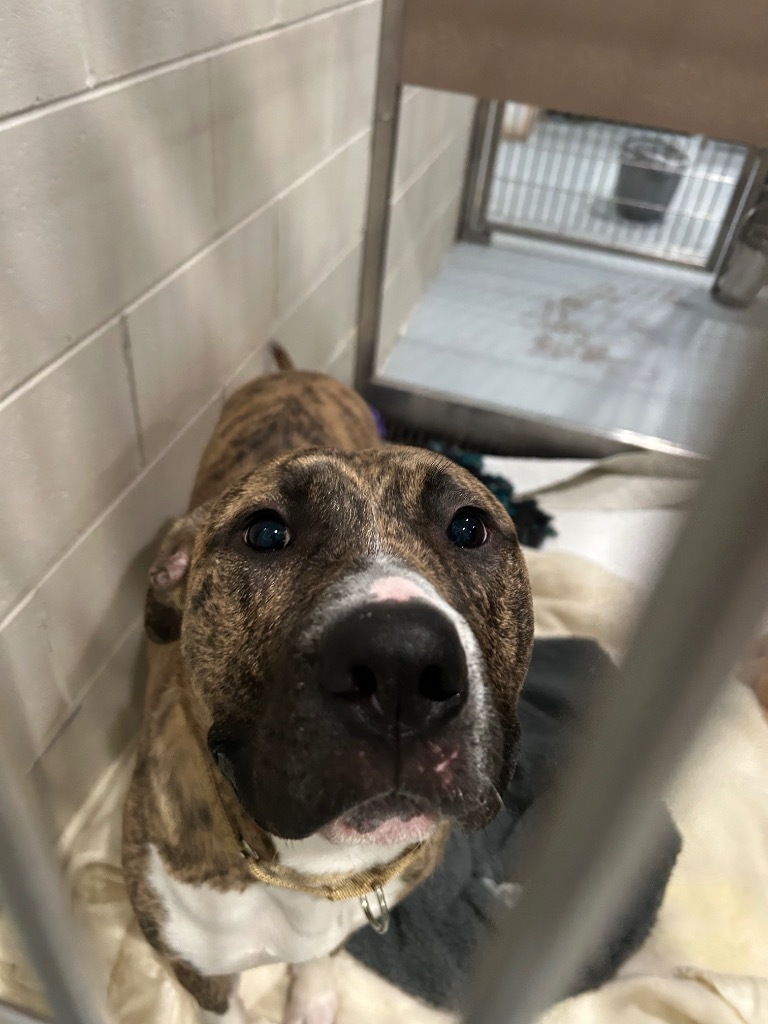 Moose, an adoptable American Staffordshire Terrier, Mixed Breed in Ashland, WI, 54806 | Photo Image 2