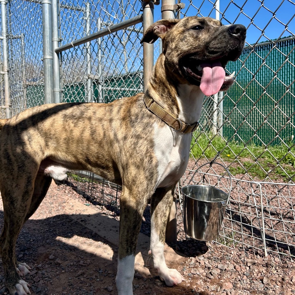 Moose, an adoptable American Staffordshire Terrier, Mixed Breed in Ashland, WI, 54806 | Photo Image 3