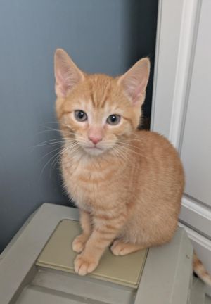 Charlie 3, Baby Male Domestic Short Hair