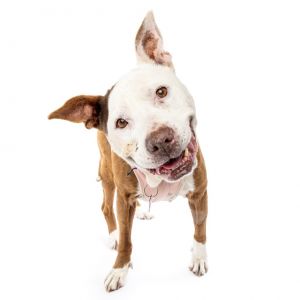 Some dogs shine like stars and Pinkys glow is something special With her wise years and an impecc