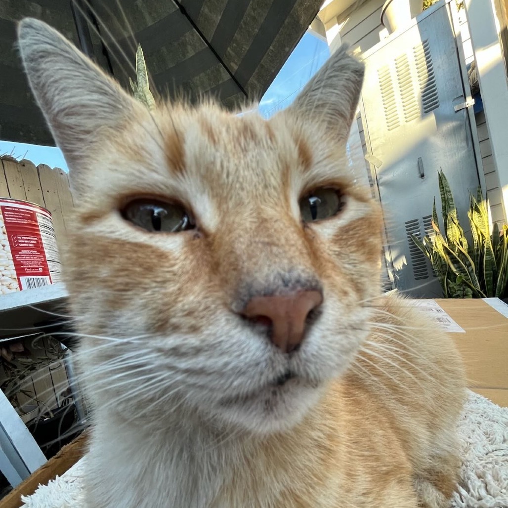 Heathcliff