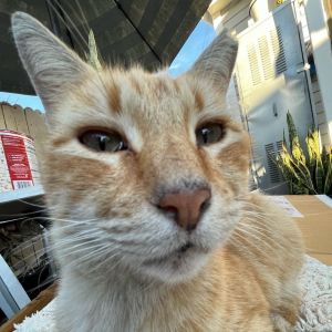 Heathcliff, Adult Male Domestic Short Hair