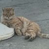 Heathcliff photo 3