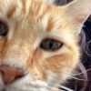 Heathcliff photo 4