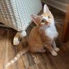 Cinnamon photo 1