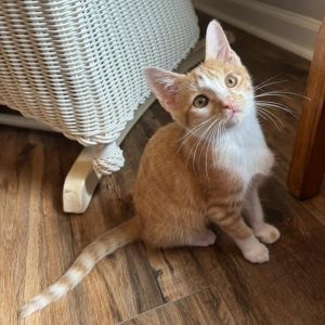 Cinnamon, Baby Female Domestic Short Hair