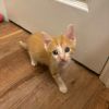 Cinnamon photo 2