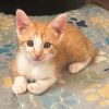 Cinnamon photo 3