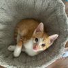 Cinnamon photo 4