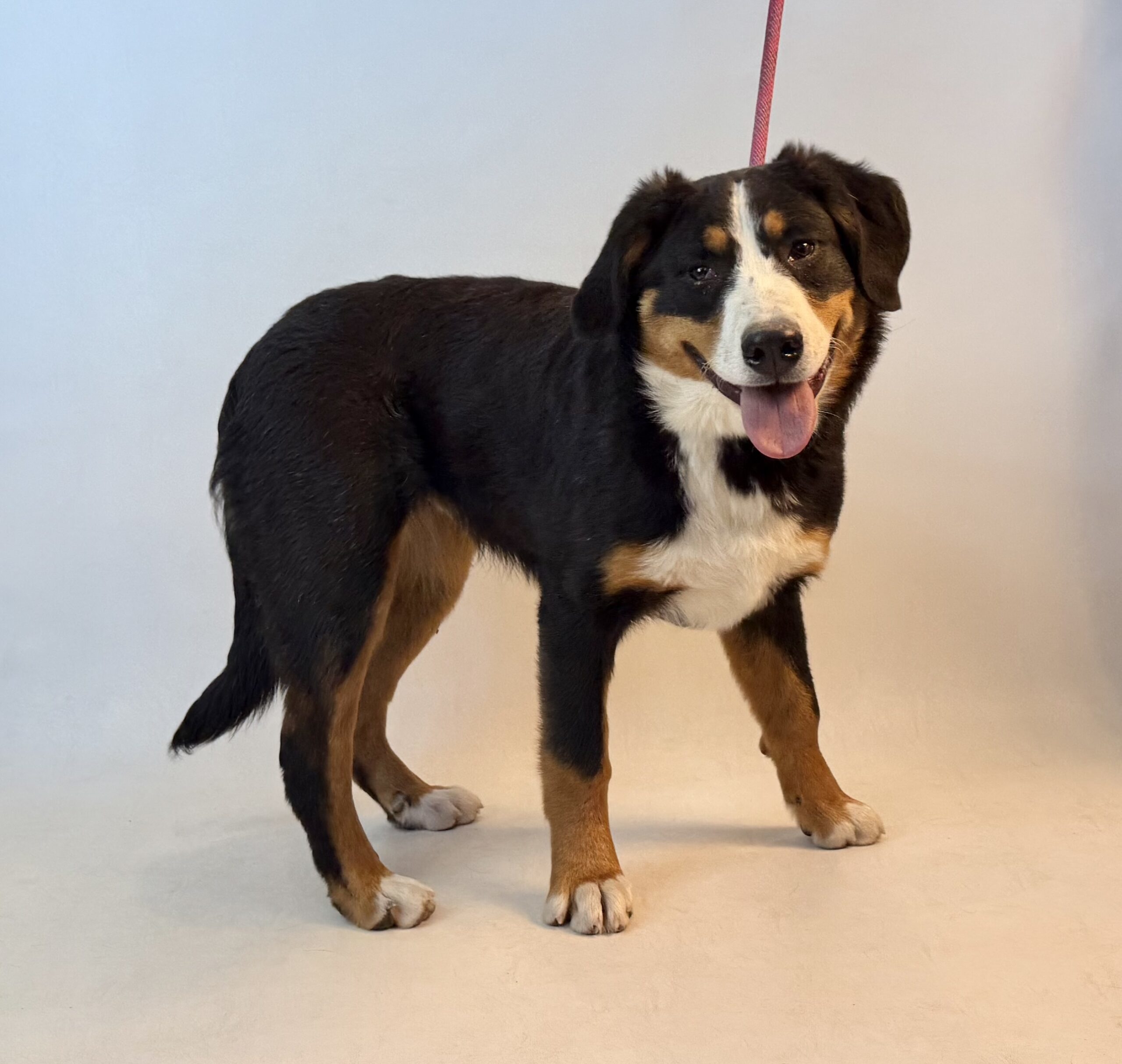 Geneva, an adoptable Greater Swiss Mountain Dog in Dillon, MT, 59725 | Photo Image 1