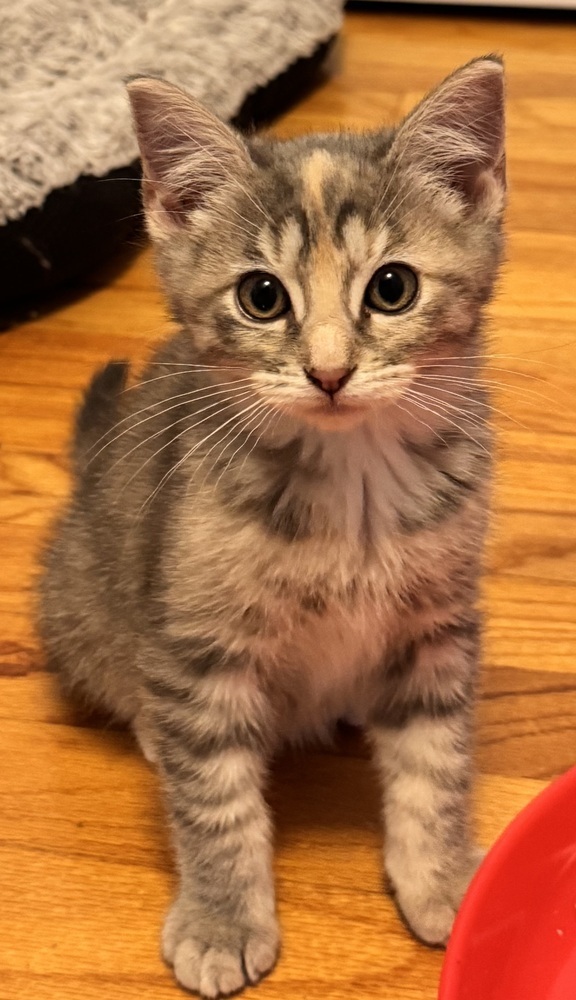 AC Poppy