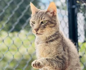 Bobert, Adult Male Domestic Short Hair