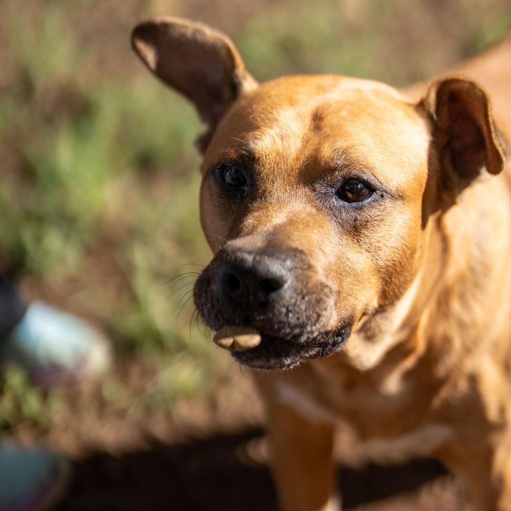 Duke, an adoptable Mixed Breed in Wahiawa, HI, 96786 | Photo Image 1