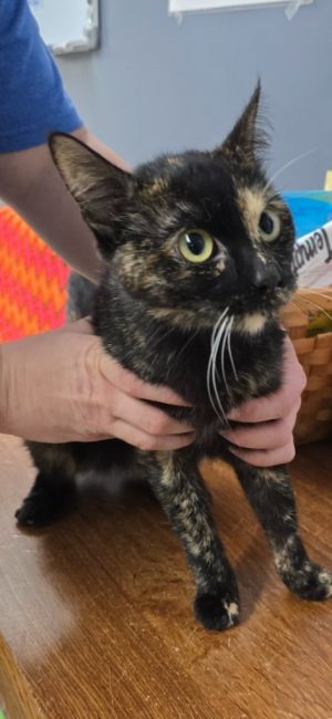 Mercy, Young Female Domestic Short Hair