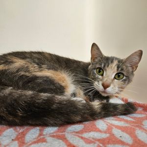 Ollie, Adult Female Domestic Short Hair