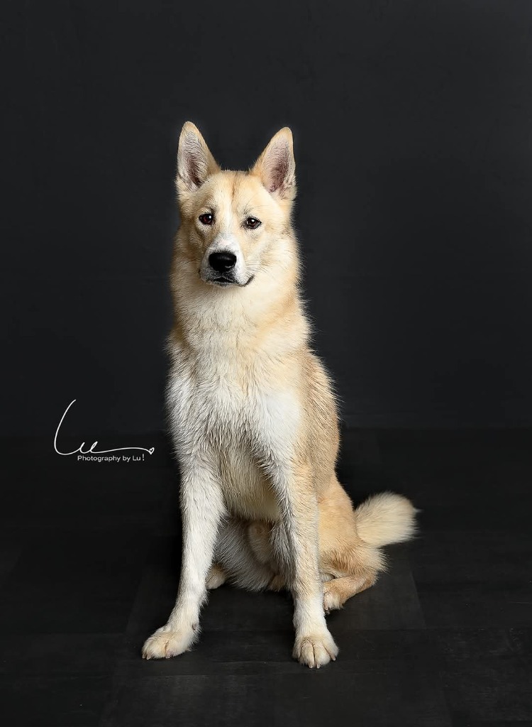 Sunny, an adoptable Mixed Breed in Minot, ND, 58701 | Photo Image 1