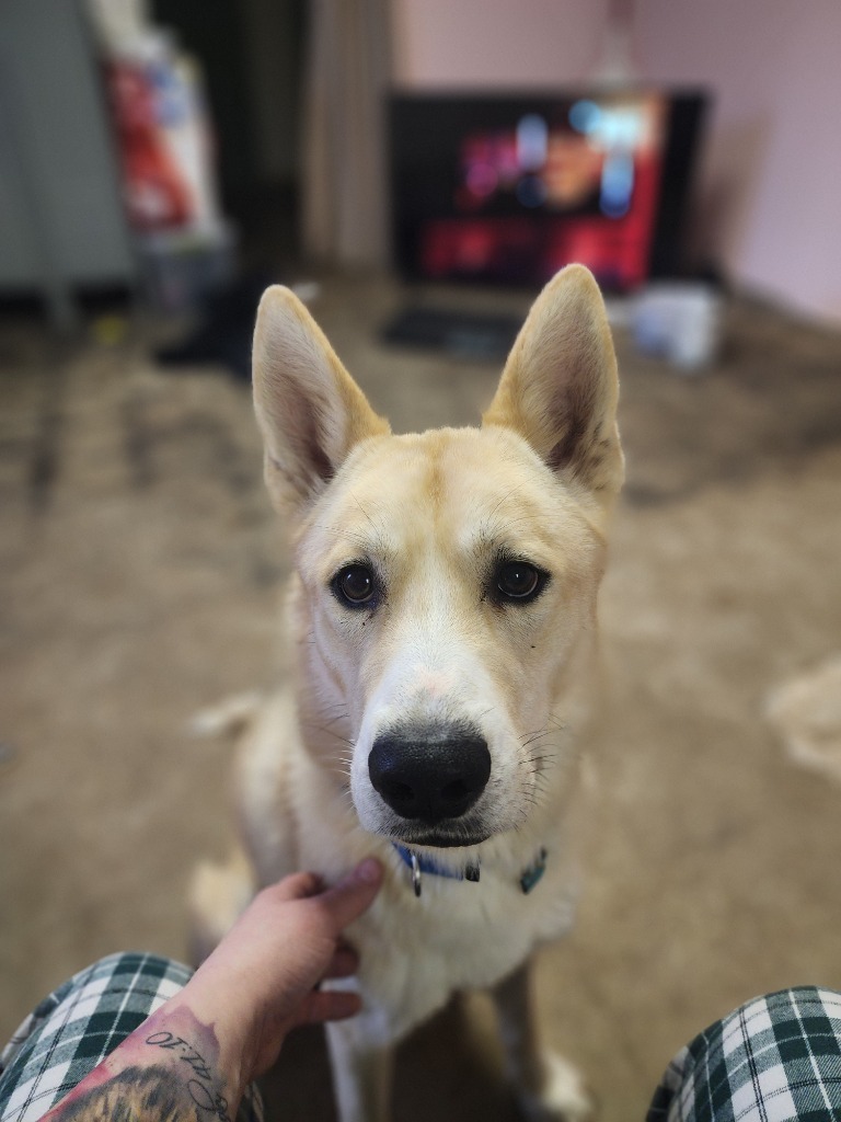 Sunny, an adoptable Mixed Breed in Minot, ND, 58701 | Photo Image 2