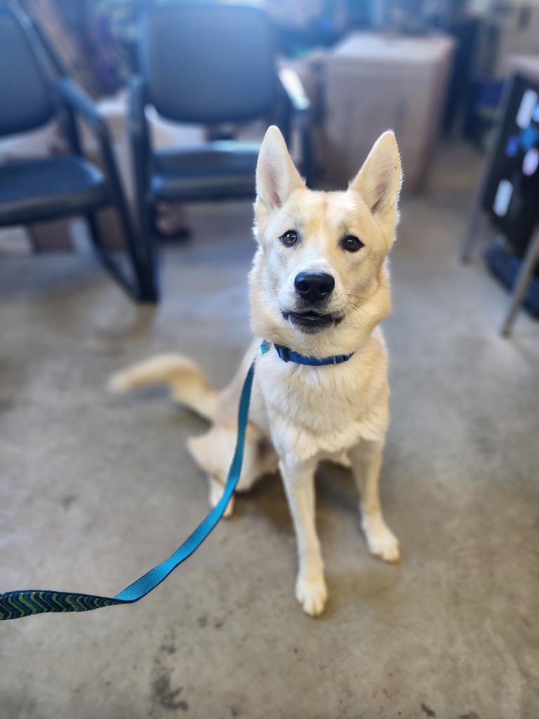 Sunny, an adoptable Mixed Breed in Minot, ND, 58701 | Photo Image 3
