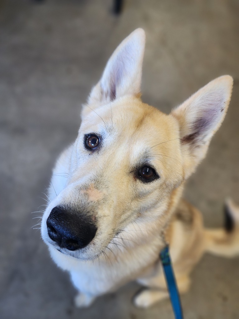 Sunny, an adoptable Mixed Breed in Minot, ND, 58701 | Photo Image 4