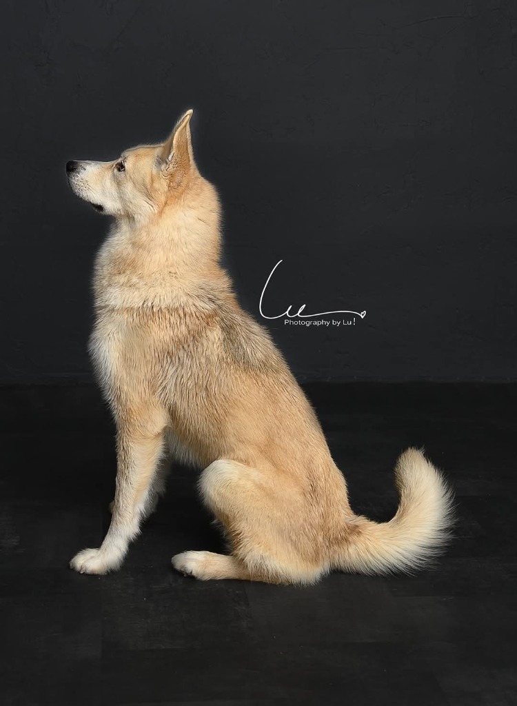 Sunny, an adoptable Mixed Breed in Minot, ND, 58701 | Photo Image 5