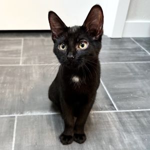 York Domestic Short Hair Cat