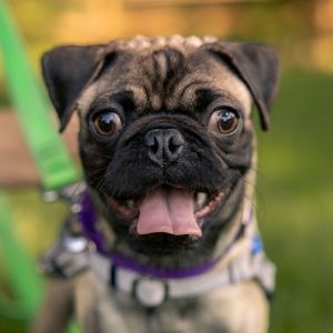 Brownie Pug Dog