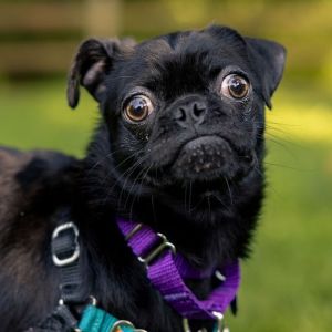 Biscoff Pug Dog